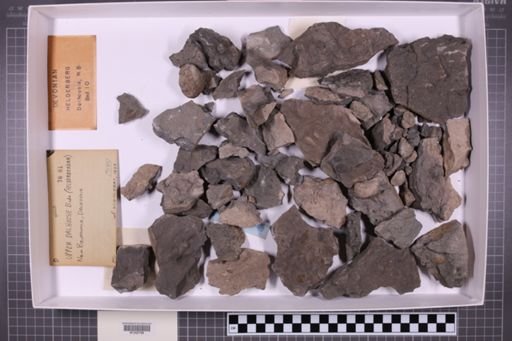 mixed taxa, stratigraphic collection