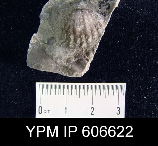 Rhynchotrema perlamellosum