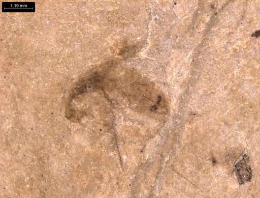 taxon undetermined