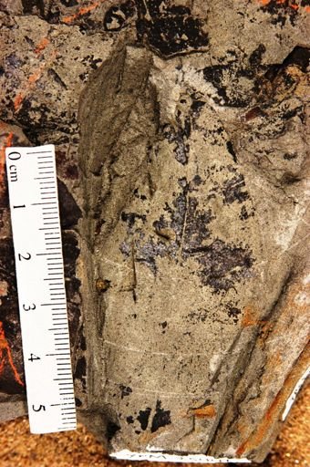 Annona pseudoglabra