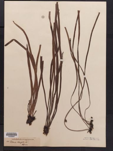 Vittaria