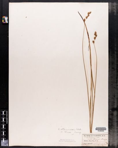 Carex tenera
