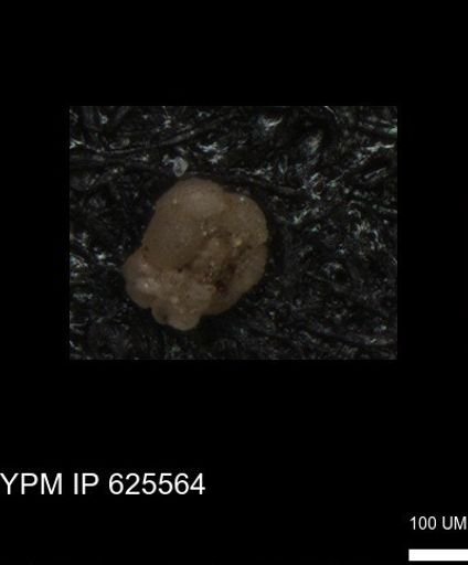 undet. Foraminiferida