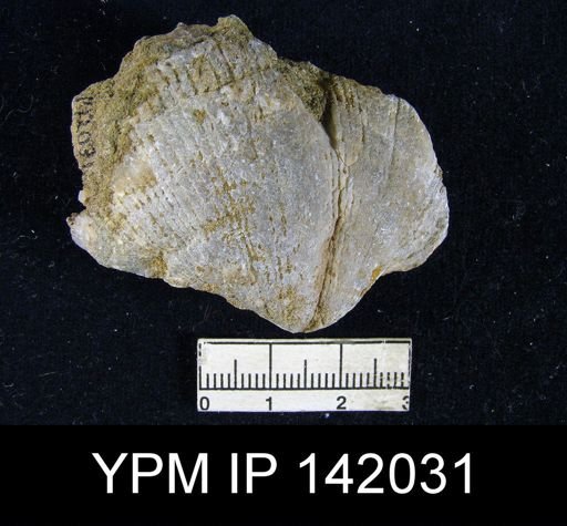 Spirifer musakheylensis