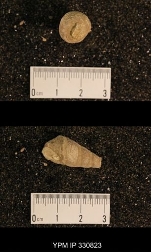 Meekospira peracuta choctawensis