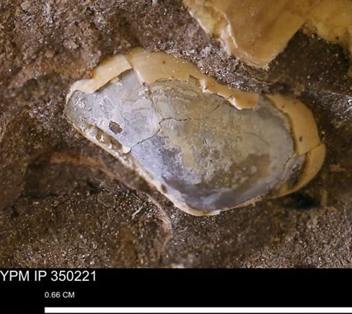undet. Bivalvia