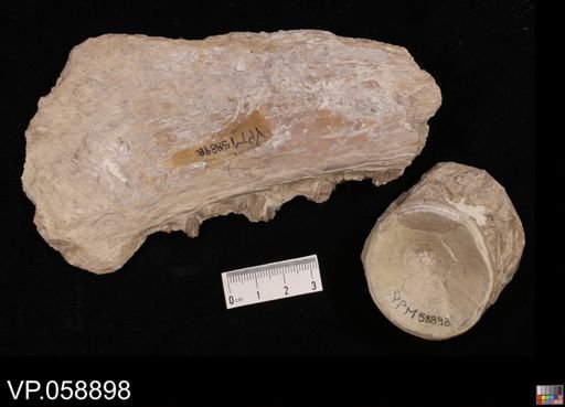 Ichthyodectes sp.
