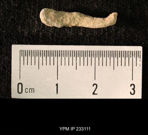 Archaeocidaris sp.