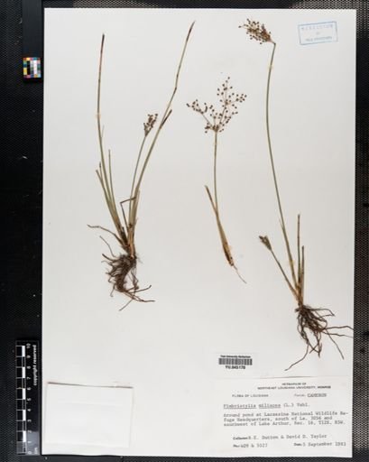 Fimbristylis miliacea