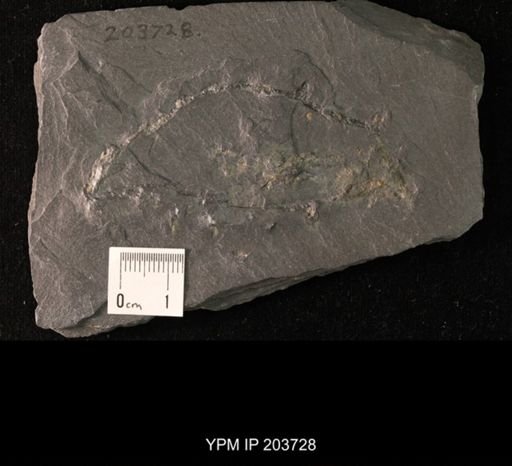 Platyceras sp.