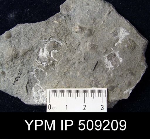 Sowerbyella sp.