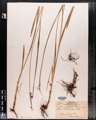 Scleria triglomerata