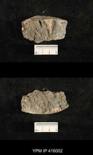 Myalina sp.; fragments of