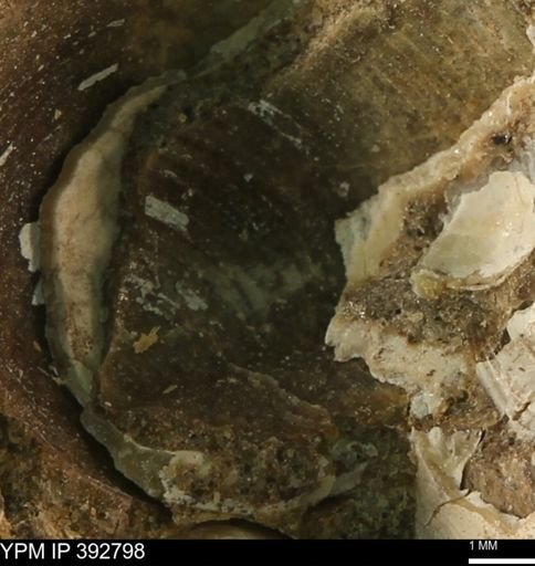 undet. Bivalvia