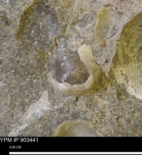 Corbulamella?