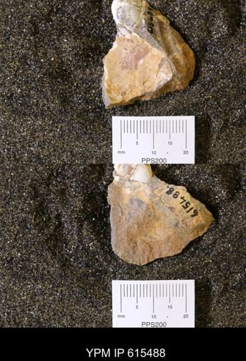 Inoceramus sp.