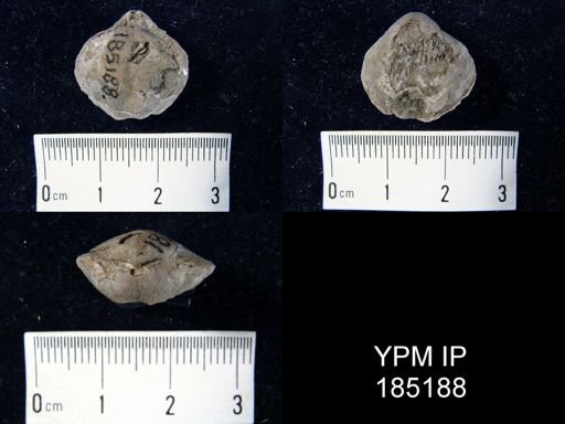 undet. Athyridida