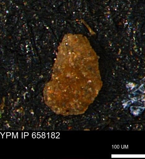 Ammobaculites euides