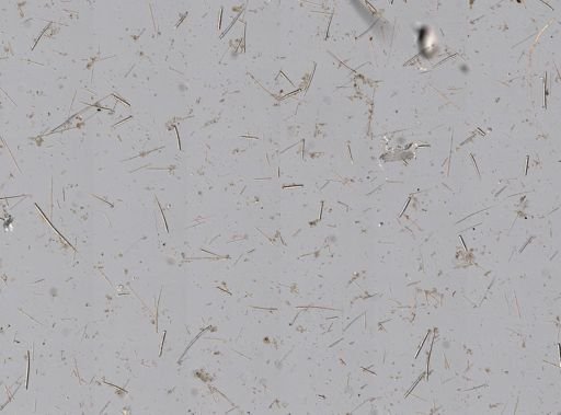 Clathria (Thalysias)