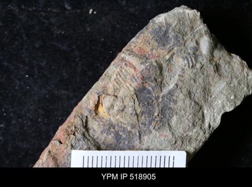 Ampyx sp.