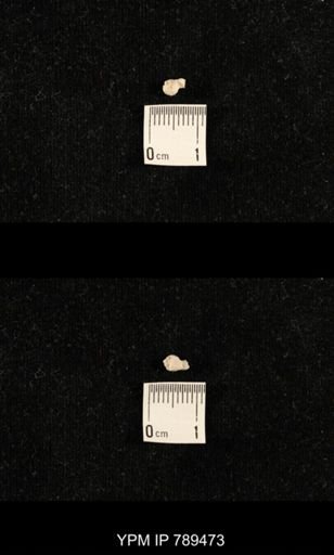 undet. Bryozoa