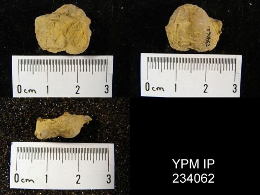 Marginifera wabashensis