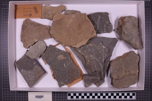 mixed taxa, stratigraphic collection