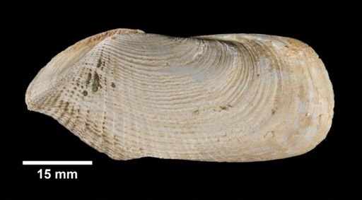 Barnea truncata