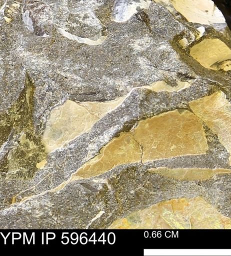 Hoploscaphites?