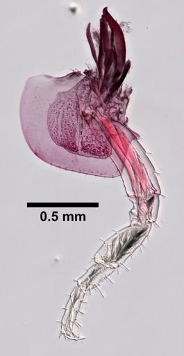 Platorchestia
