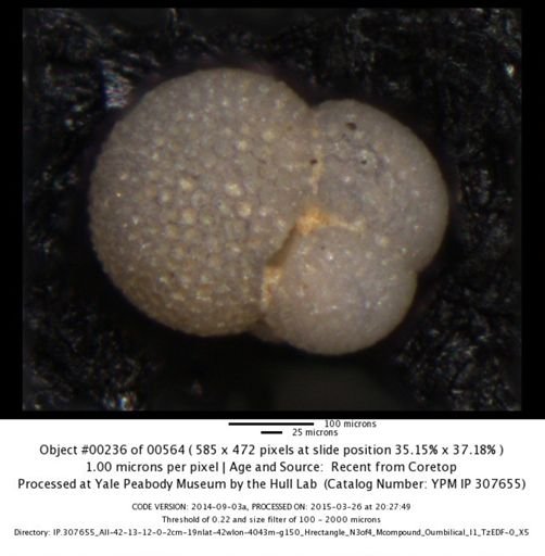 undet. Foraminiferida