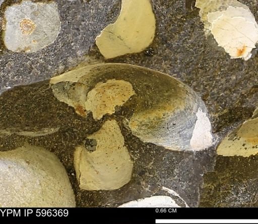 Limopsis striatopunctatus