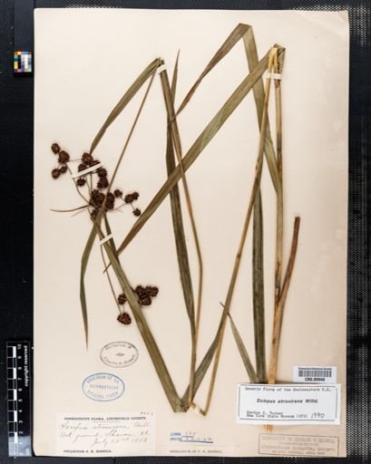 Scirpus atrovirens