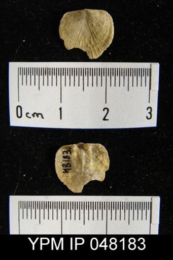 Parmorthis brownsportensis