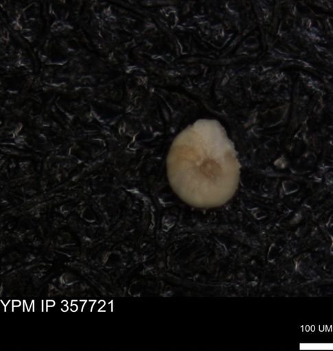 undet. Foraminiferida