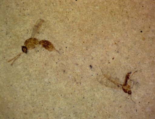 undet. Diptera