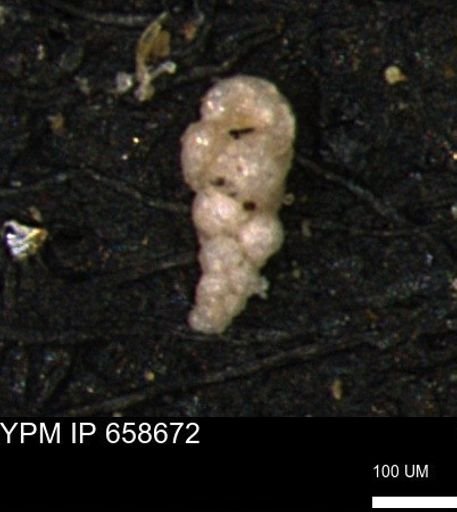 Verneuilinoides kansasensis