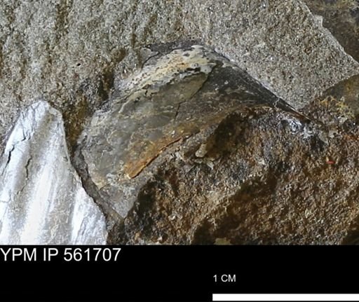 undet. Mollusca
