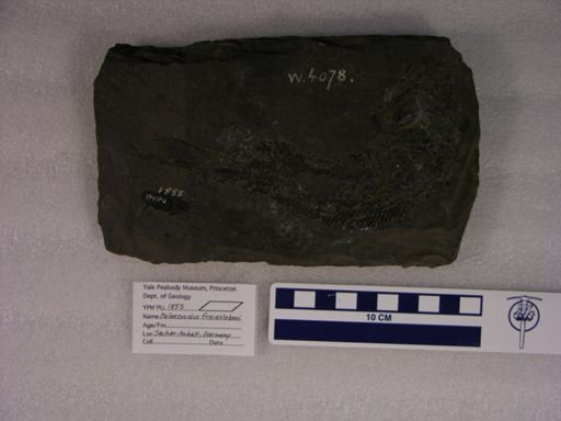 Palaeoniscus freieslebeni