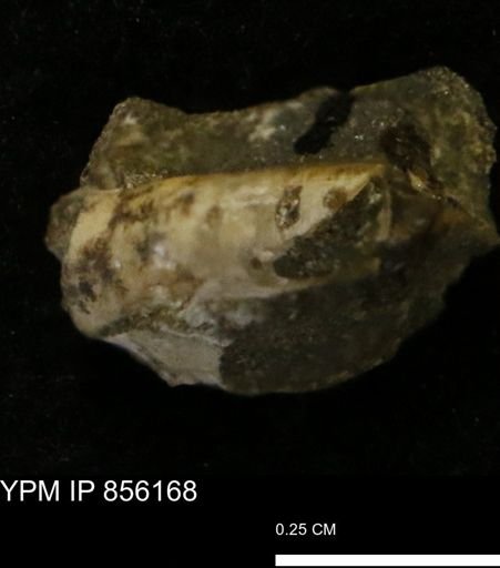 undet. Scaphopoda