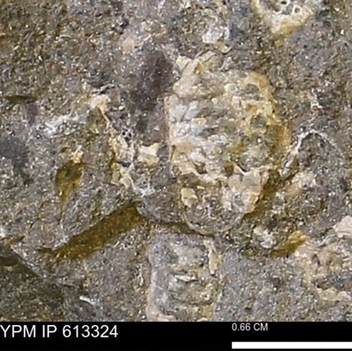 Scaphites sp.