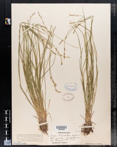 Carex bromoides