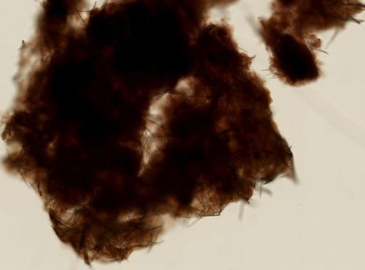 Iophon sp.