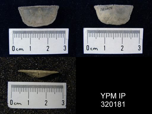 Chonetes granulifer meekanus