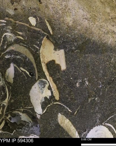 Protocardia sp.