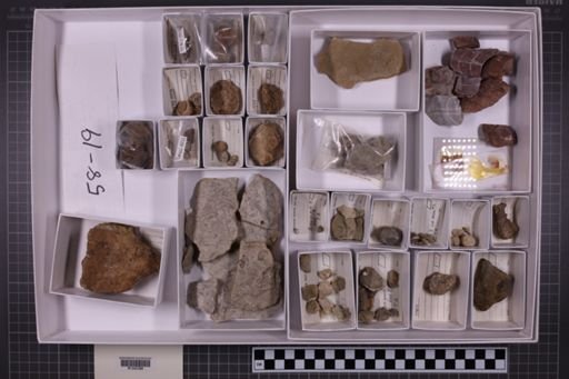 mixed taxa, stratigraphic collection