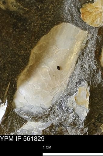 Pseudoptera sp.