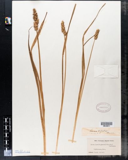 Carex stipata