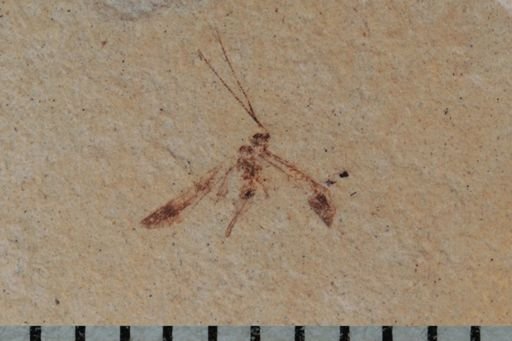 undet. Psocoptera