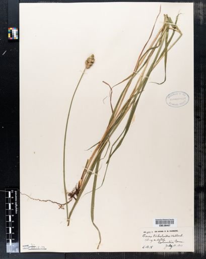 Carex tribuloides